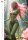 Pin-up Kalender Wild Fantasy 2027